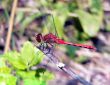 Bright Red Dragonfly