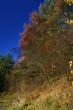colors of fall #2