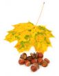 group of acorns and maple leaf
