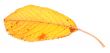 yellow dry fall leaf
