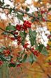 Autumn holly