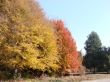 Autumn multi-coloured trees