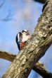 woodpecker on a tree
