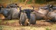 African Wildebeest