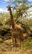 African Giraffe