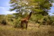 African Giraffe In Kenya