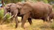 African Elephants