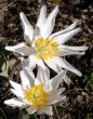 White Wildflowers