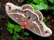 Silk Moth on Ivy