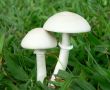 Perfect White Mushrooms