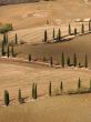 Cypress on dry earth
