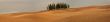 Panorama with cypress trees