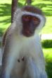 Cheeky Monkey