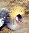 Crowned crane