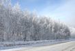 winter trees