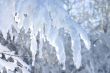 snow branch