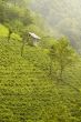 Tea Plants