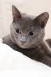 cute funny gray cat