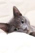 cute gray cat