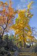Milan - Autumn in the park