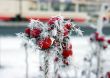 rime on a dog-rose