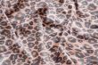 crumpled spotty light fabric