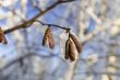 Frozen catkins