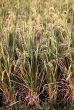 Rice field