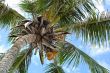 coconut palm tree