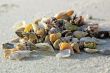 different seashells on sand beach