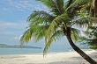 palm tree on sand beach