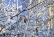 Frozen catkins