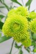 chrysanthemum
