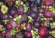 Mangosteen