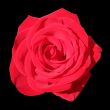 Big Red Rose