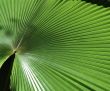 Big Palm Leaf