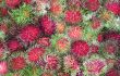 Rambutan