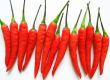 Chilli