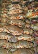 Crabs