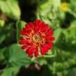 Single Red Flower