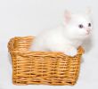 White Kitten in the basket