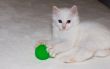 White kitten with green ball