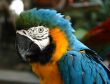 Parrot