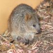 Quokka with Baby