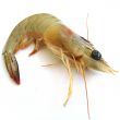 Prawn