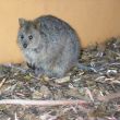 Quokka with Baby
