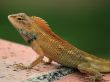 Common Tree Lizard