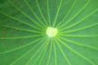 Lotus Leaf