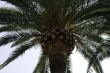 Palm
