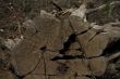 Stump